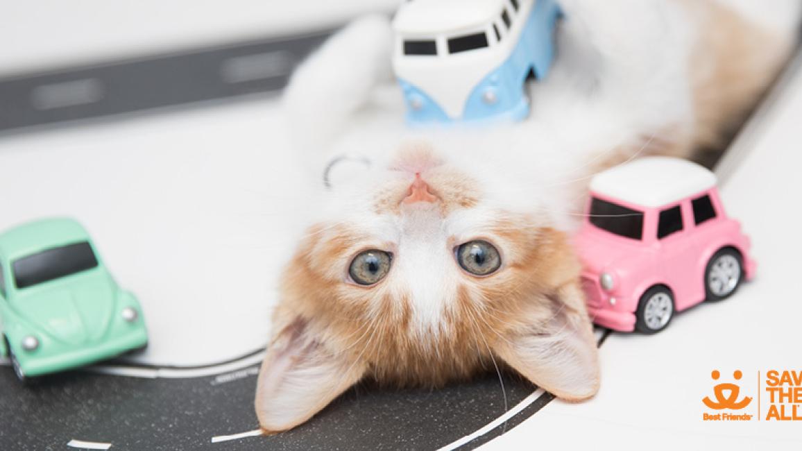Kitten Drive-thru Adoption Event