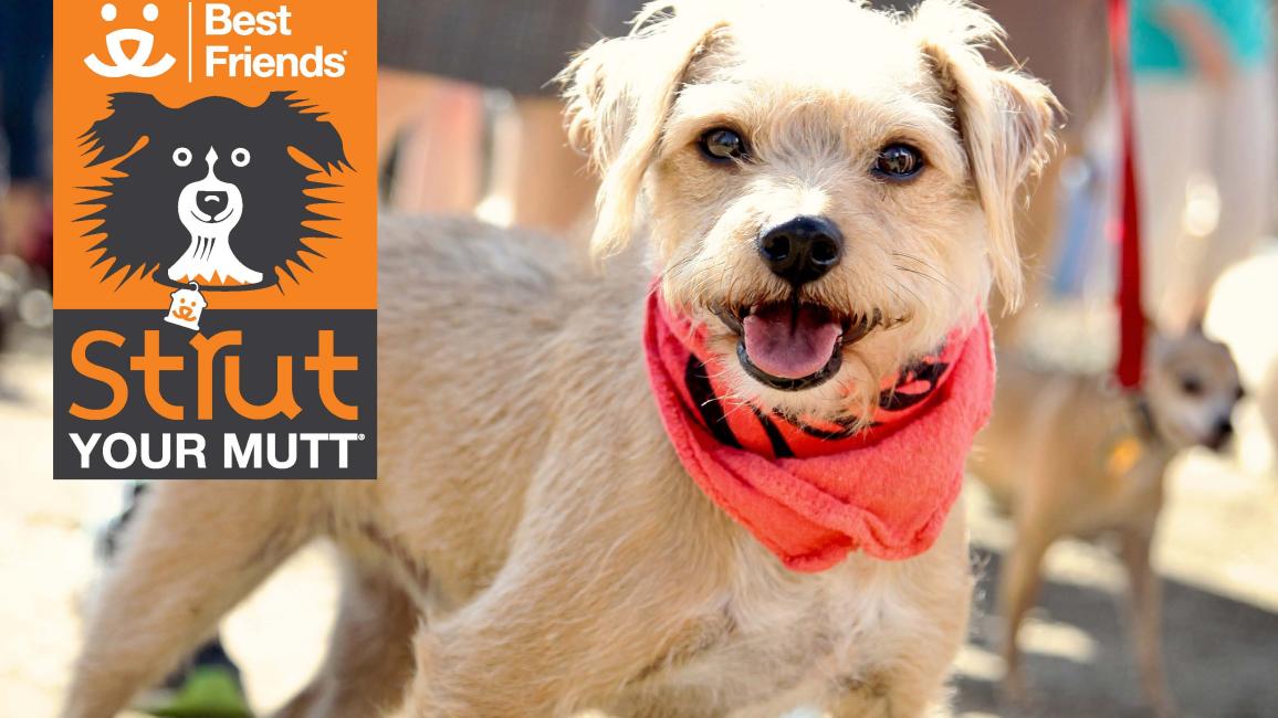 Dog at Strut Your Mutt in L.A.
