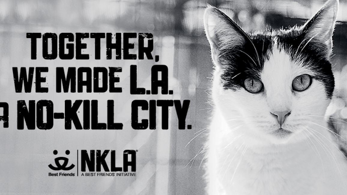 NKLA - Cat