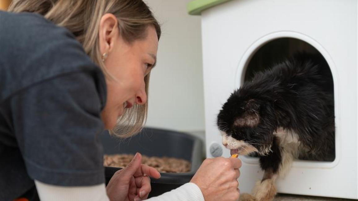 Caretaker feeding "Righty Tighty" the cat.