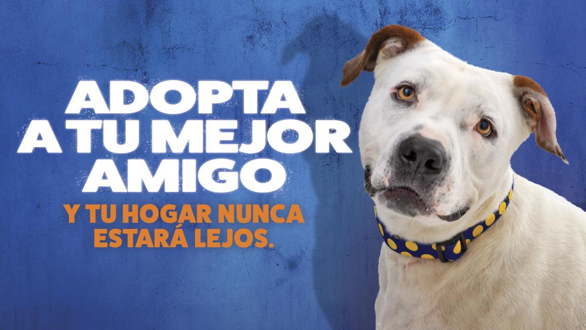 Adopta a tu mejor amigo