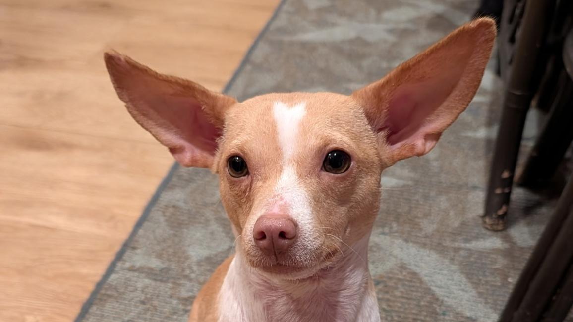 Regan the dog showcasing her large ears