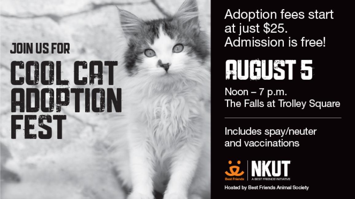 Cool Cat Adoption Fest advertisement