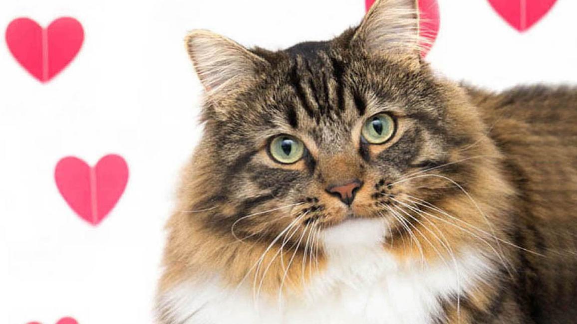 Best Friends Animal Society offers $20 pet adoptions  in Los Angeles from Feb. 1-14