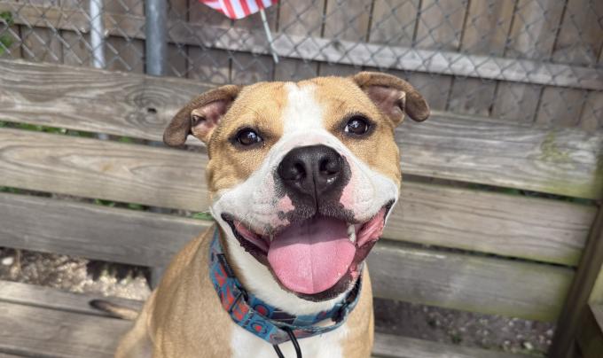 Chase the dog, with a wide smile