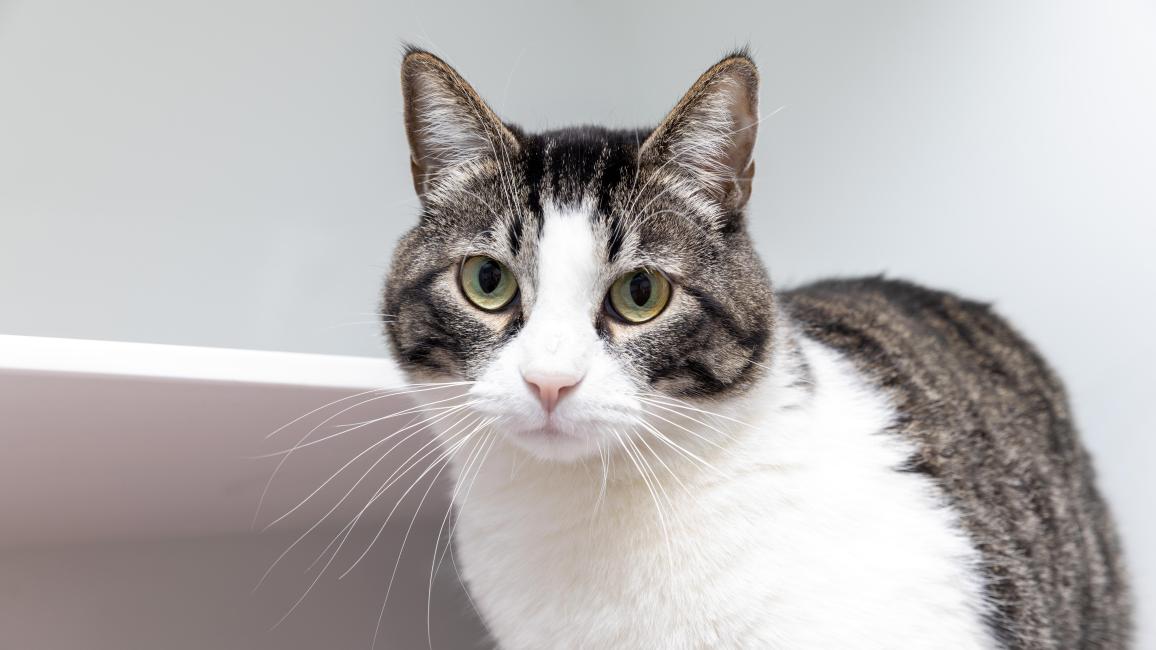 RJ the cat in a kennel