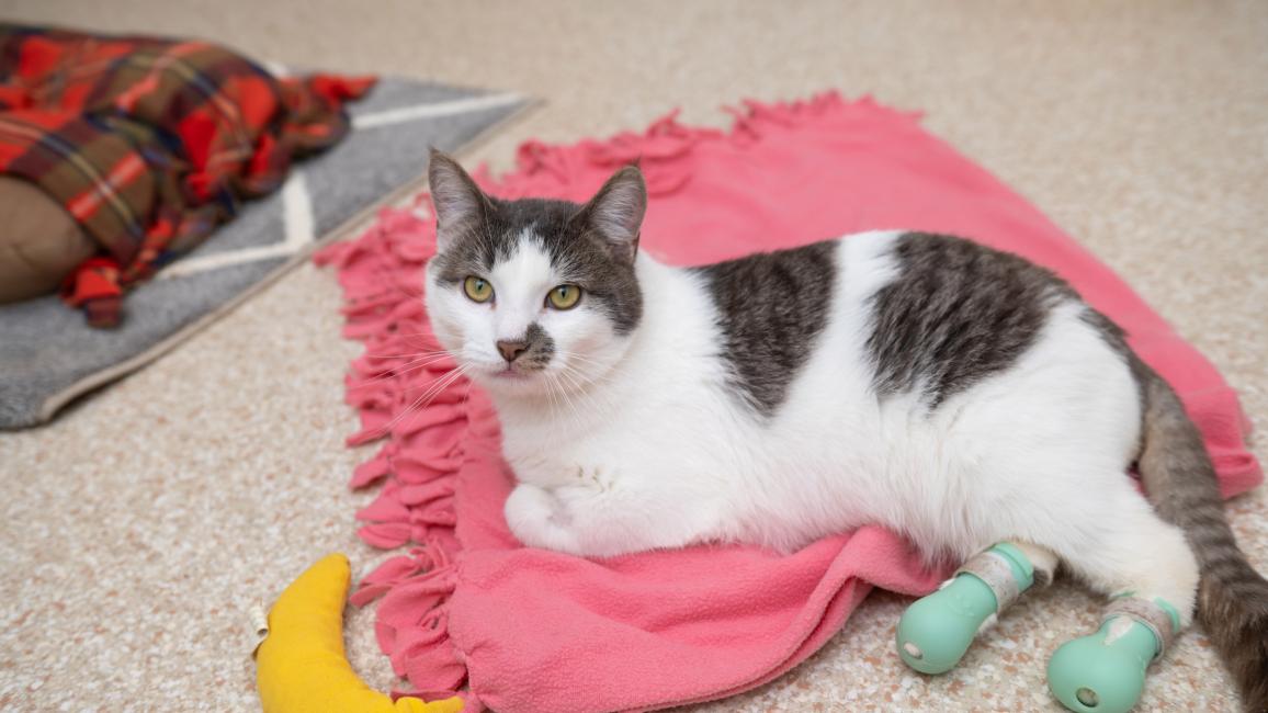 Adonis the cat lying on a blanket wearing his boots