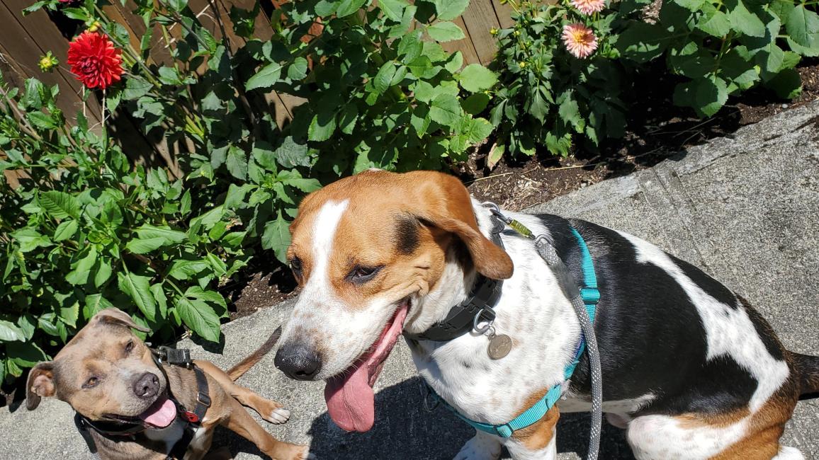 Stax and Fenway the dogs in front of some rose bushes
