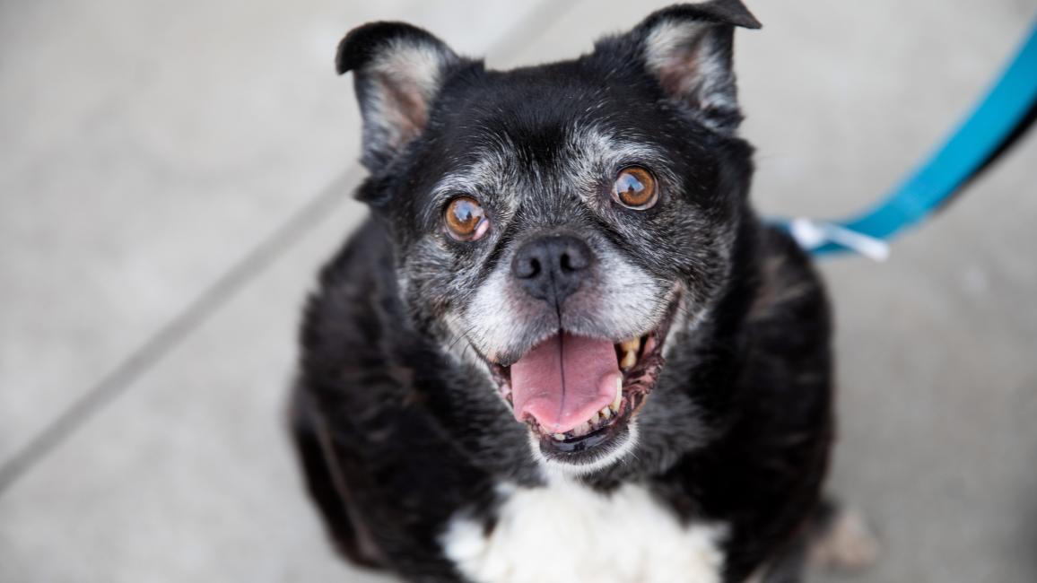 Small black and white dog on a leash