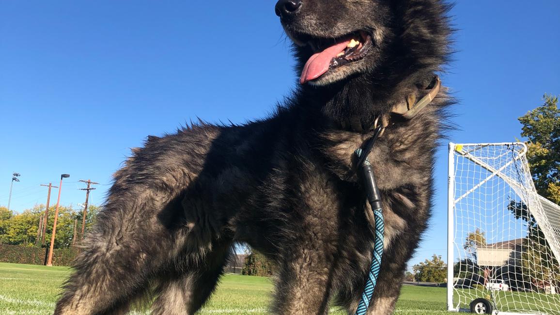 Sasha the dog at a soccer field with a blue sky behind her