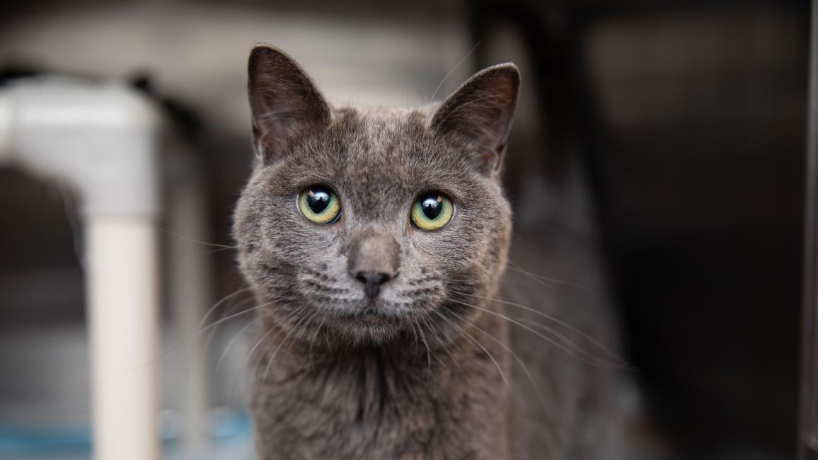 Gray cat in a kennel in a shelter