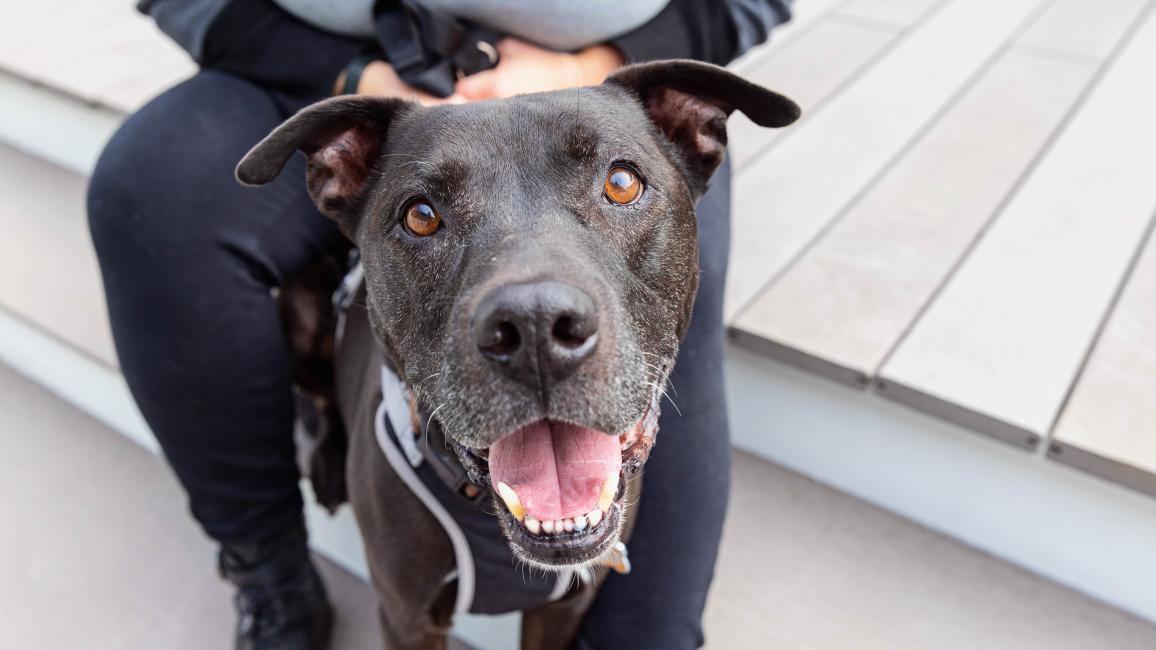 Black dog with mouth open in a smile with a person sitting behind him