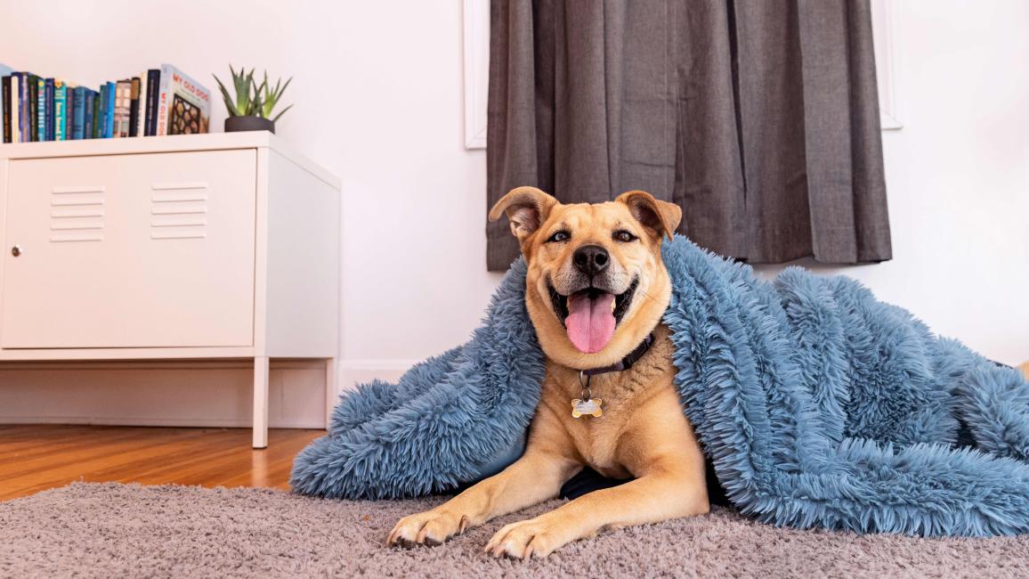 Brown dog in a home with blanket over her and her eyes closed and smiling with tongue out