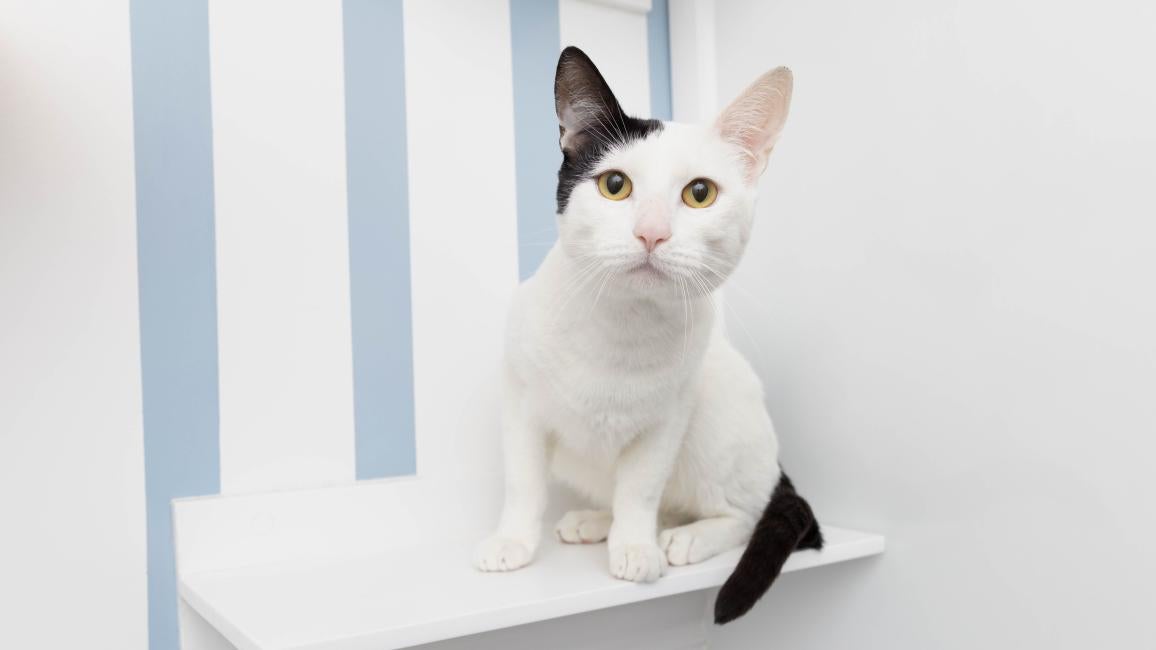 Black and white cat sitting on a shelf with blue and white striped wallpaper behind him