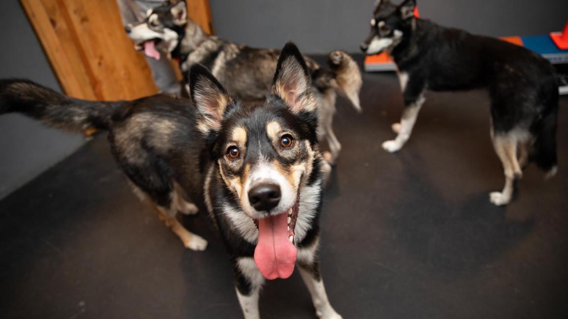 Three huskies during the littermate reunion