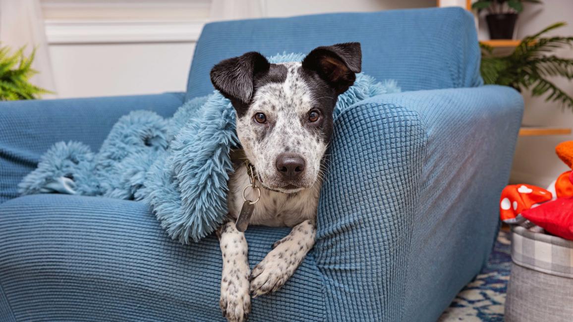 Black and white dog lying on a blue chair with a blue fuzzy blanket over him
