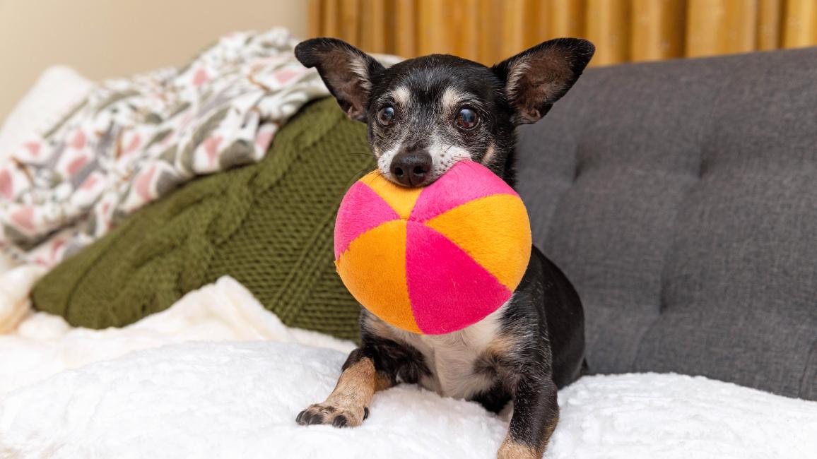 Small dog holding an orange and pink plush ball in his mouth