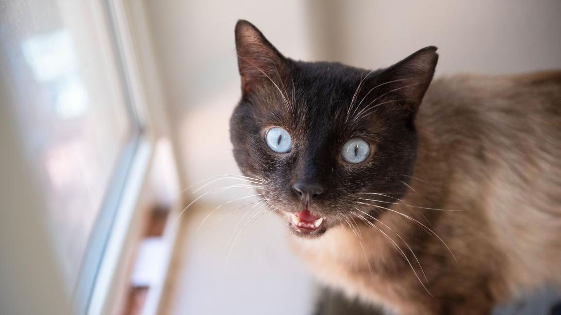 Blue-eyed Siamese cat meowing by a window