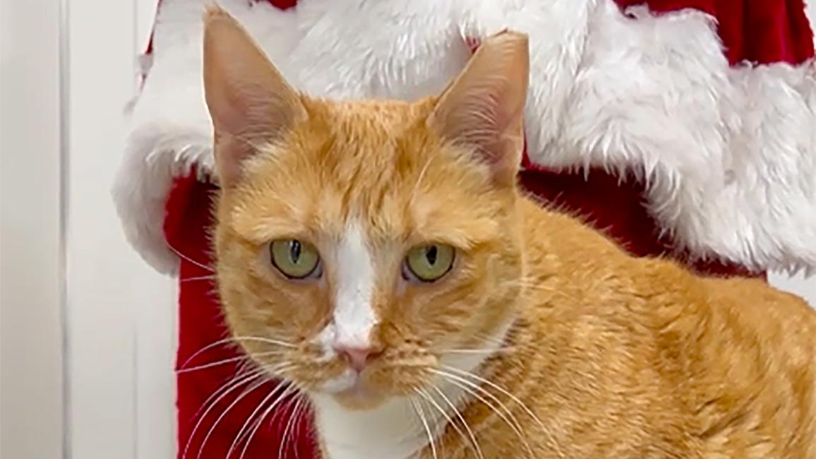 Adored the cat in front of Santa