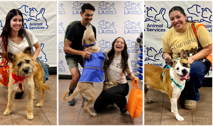 Collage of three photos of people taking dogs out for Adventure Buddies Day