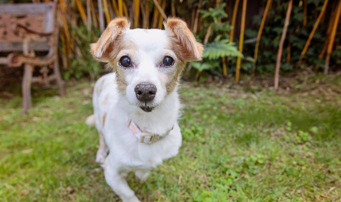 Alice the dog standing outside in a yard