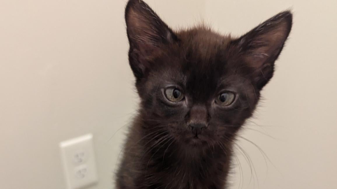 Allan the kitten standing on an orange ball