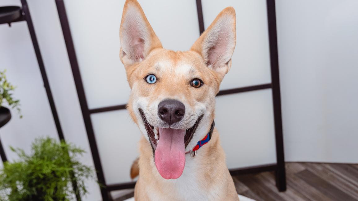 Tan and white odd-eyed dog smiling with tongue out in a home environment