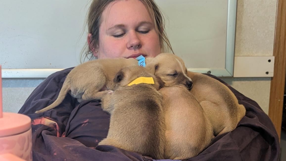 Person holding a litter of brown puppies in her arms