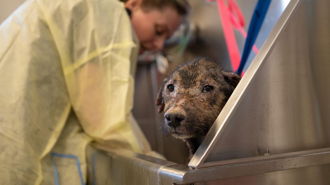 David Bowie the dog getting a bath