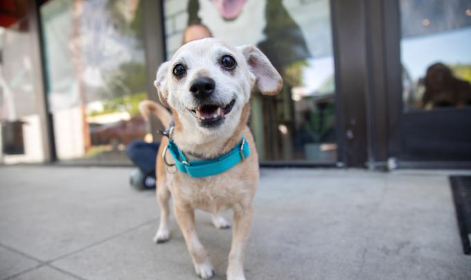 Nuggie the dog wearing a blue collar outside on a sidewalk