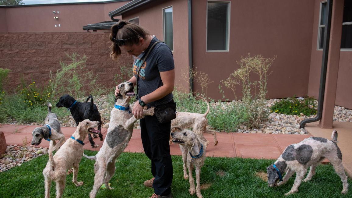 Caregiver Anabel Kirk with the poodles, including one standing up on his hind legs to get pets from her
