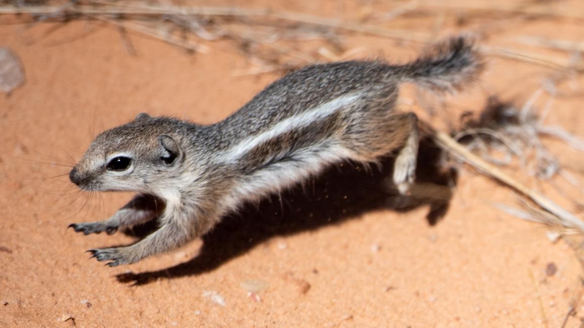 Antelope squirrel running after being released