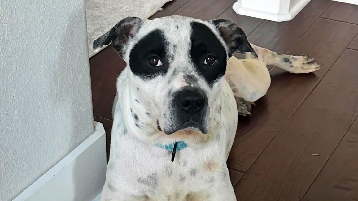 Apollo the dog lying on the floor