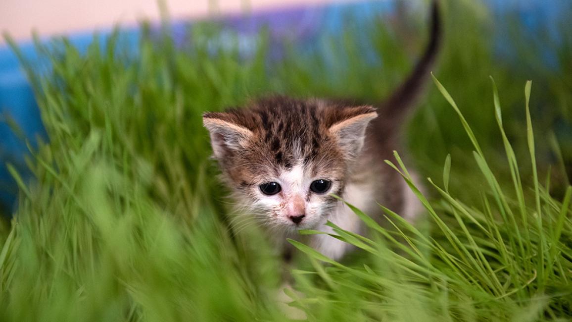 Young kitten in green grass