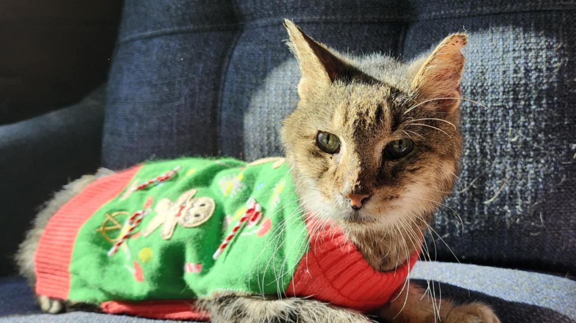 Aragon the cat in a holiday sweater on a chair