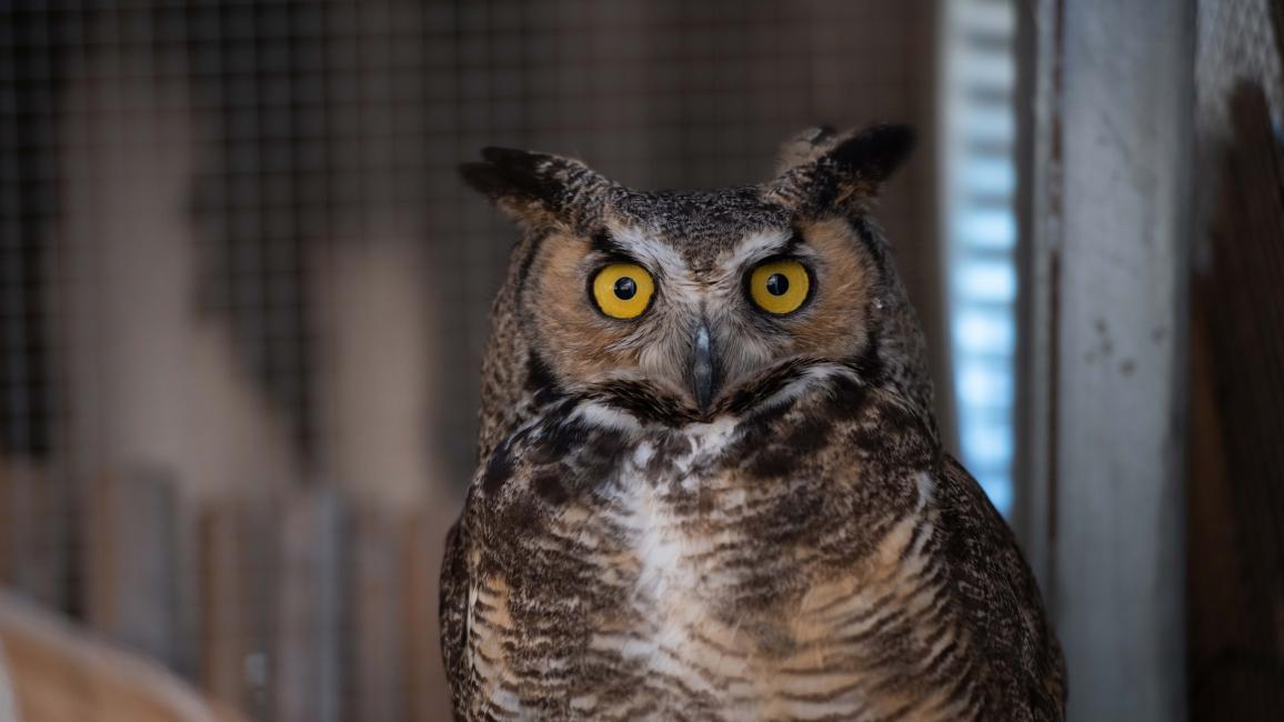 Archie the great horned owl