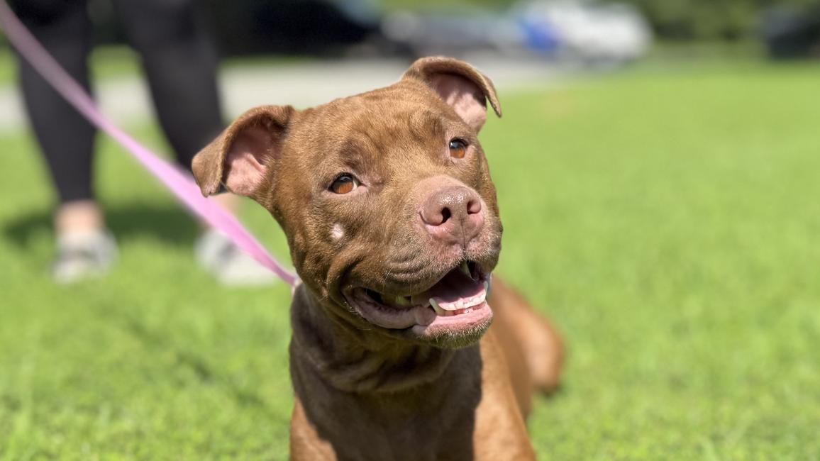 Ariel the brown dog smiling while lying on green grass