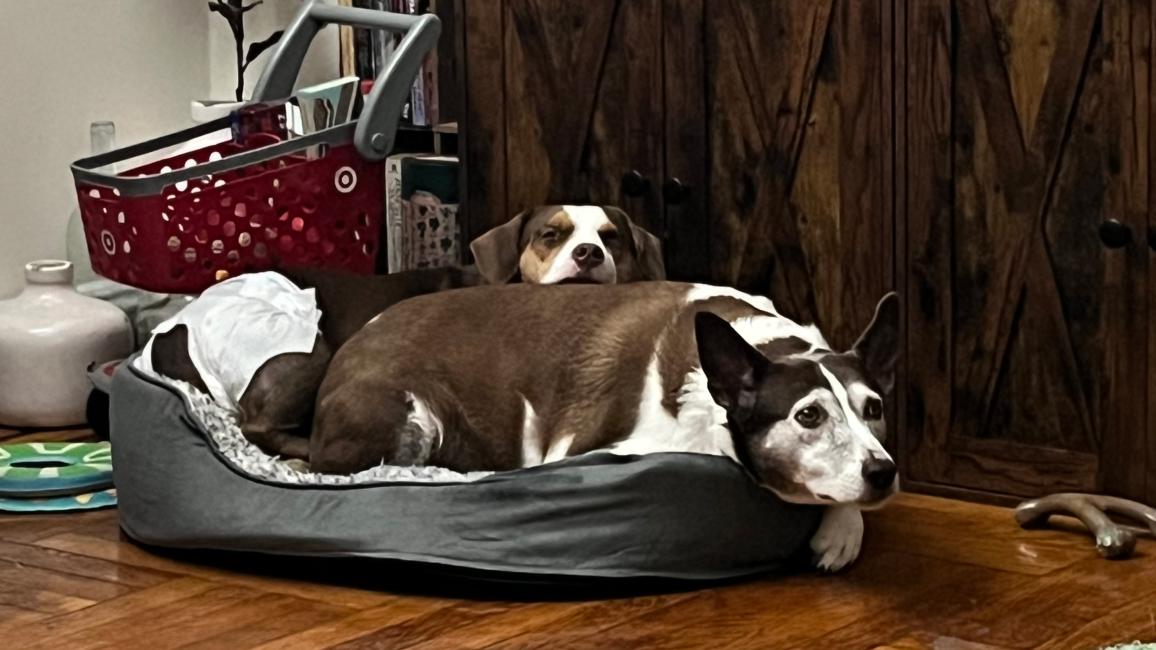 Hannibal cuddling in a dog bed with Cinnamon