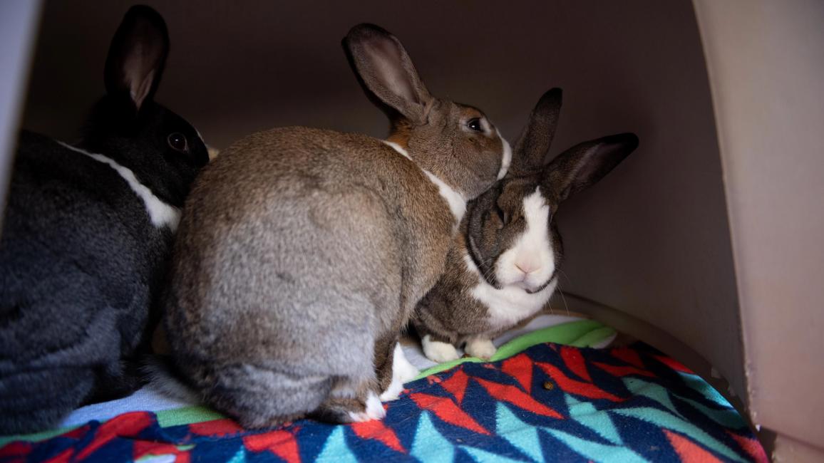 Ash, Basil, and Cedar the rabbits in an enclosure and on a multicolored blanket