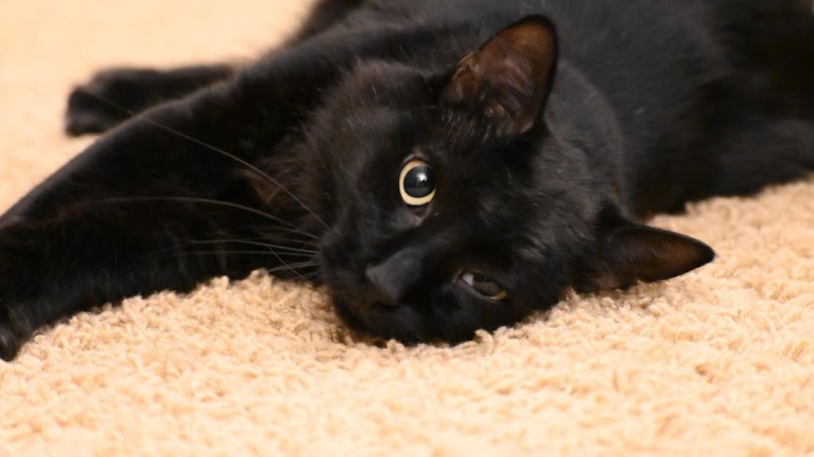 Asher the cat lying on a carpet