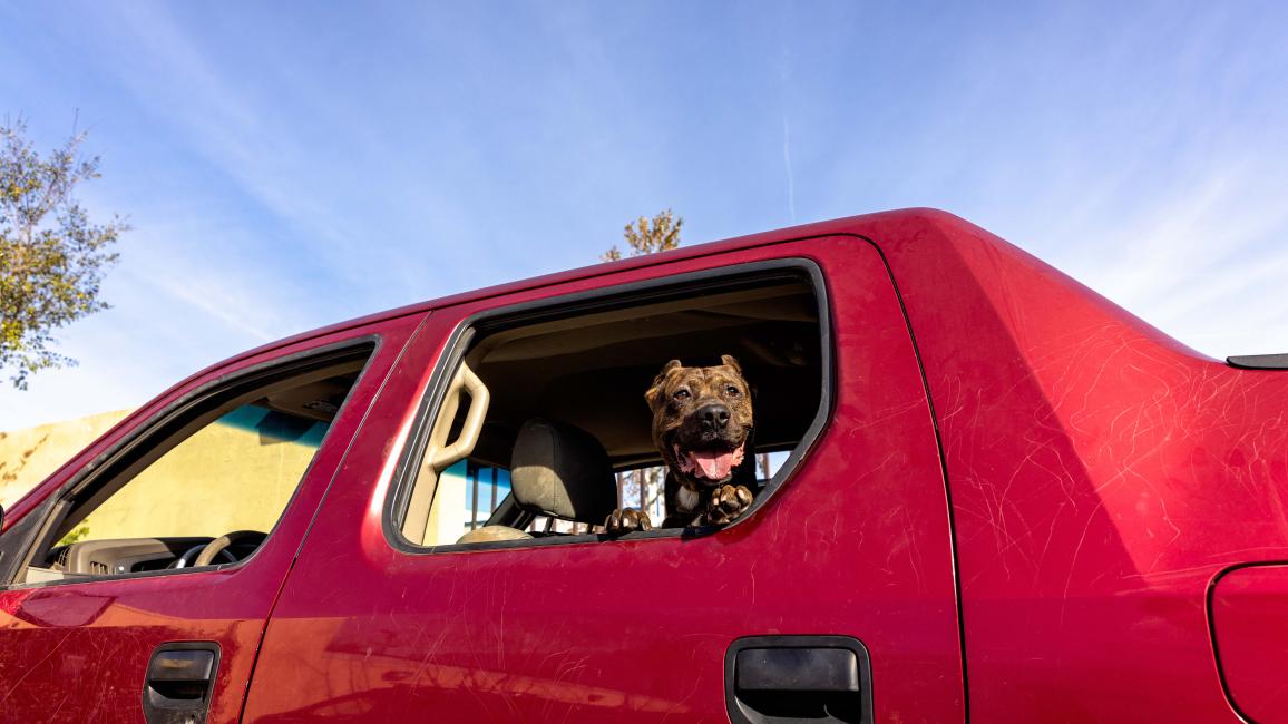 Brown dog looking out the open window of a red truck