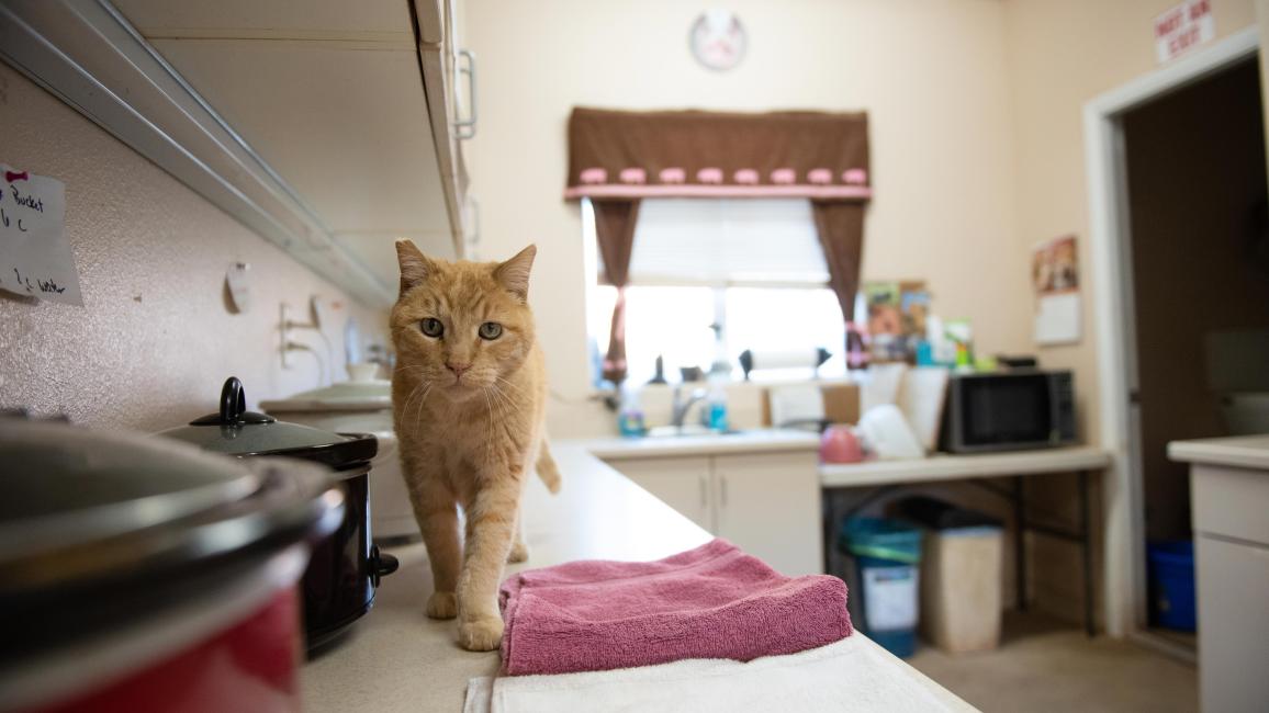 Orange tabby cat standing on a county