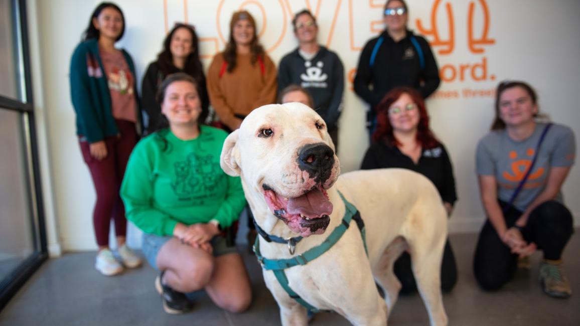 Atkins the white dog in front of a group of people when moving into the Shipley Dog Lodges