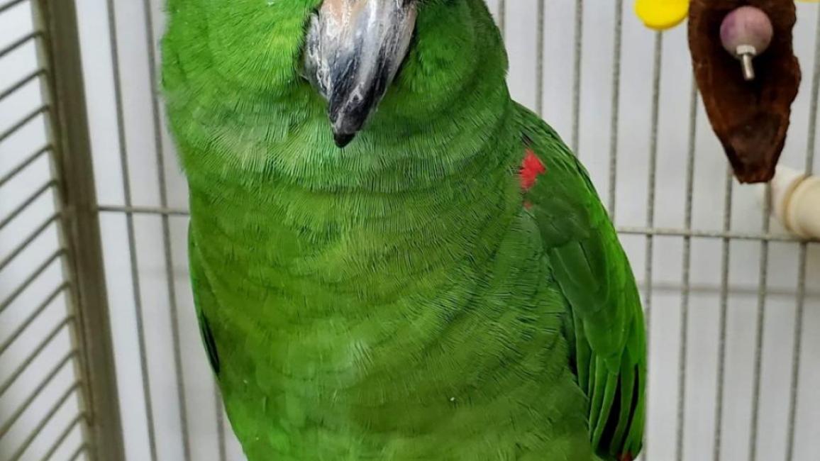 Cleo the Amazon parrot