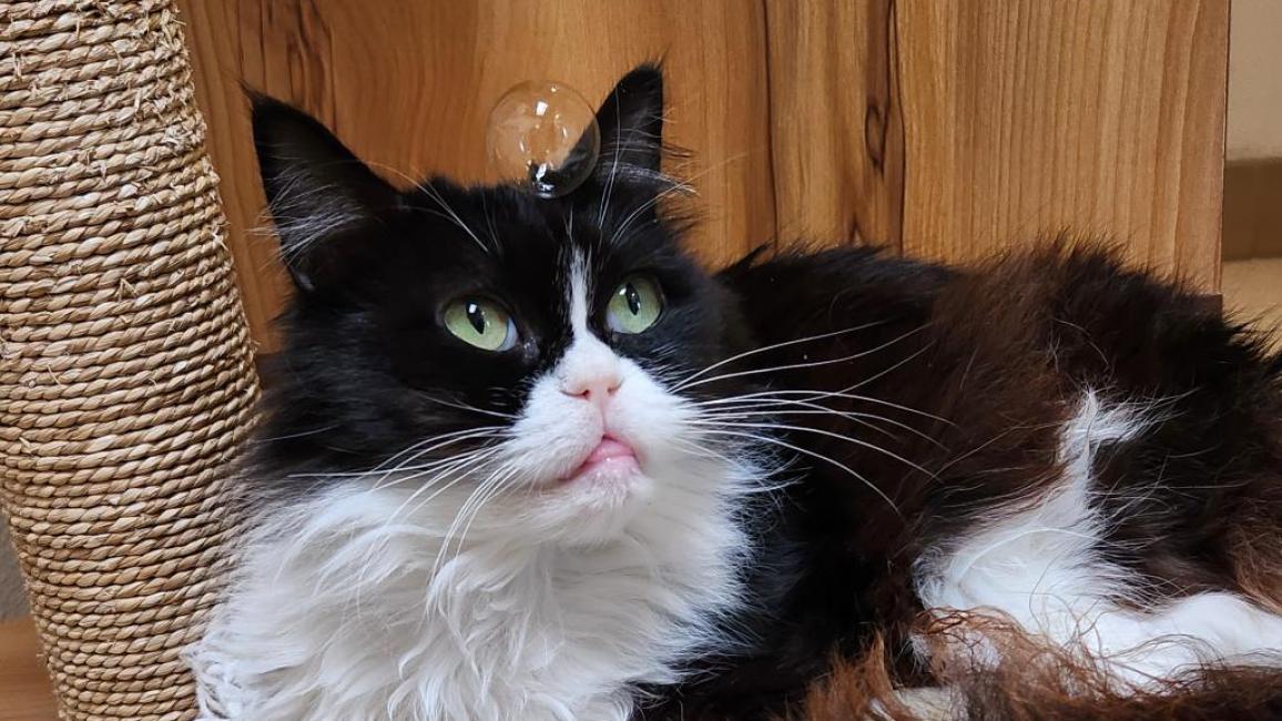 Jessie the black and white cat with a small amount of tongue sticking out of her mouth on a cat tree