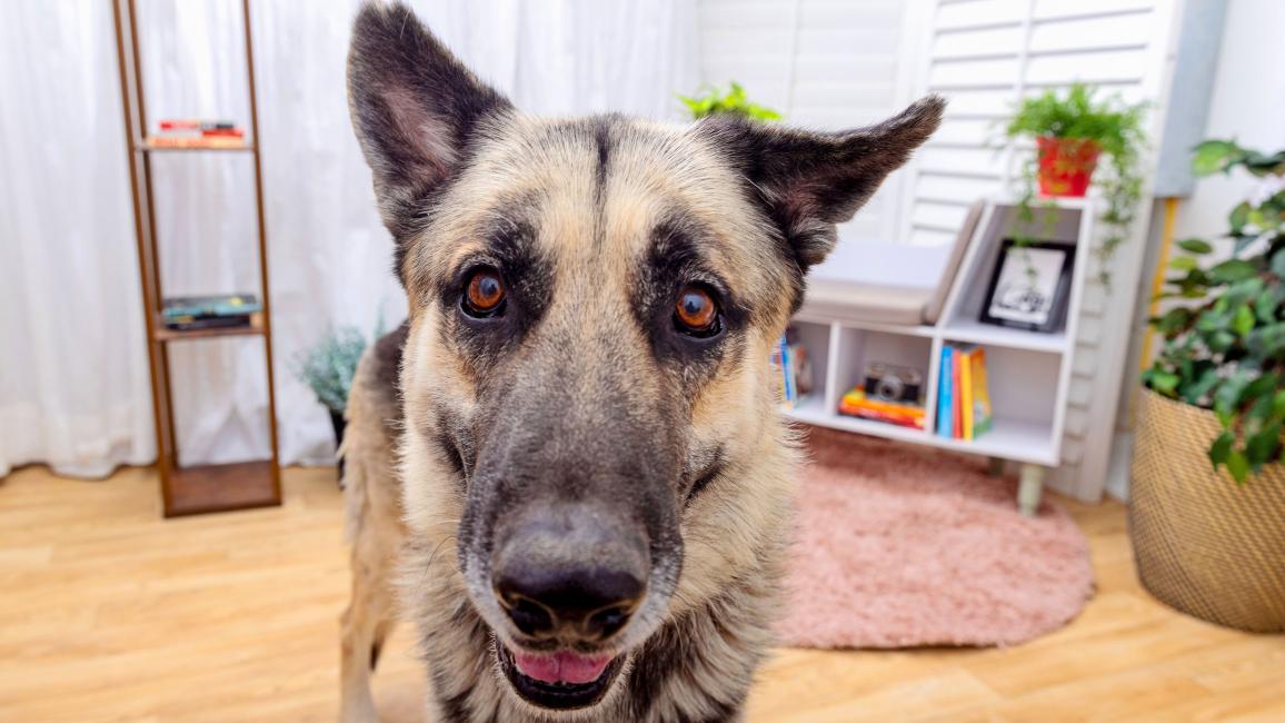 Shepherd-type dog in a home setting