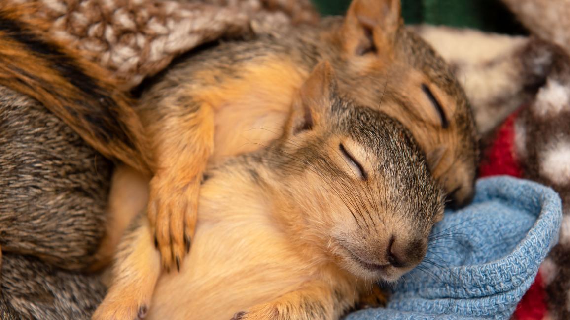 Two squirrels sleeping snuggled together