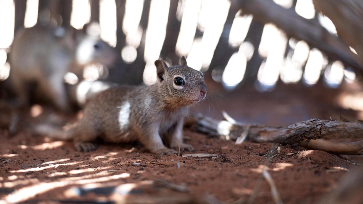 Baby ground squirrels in rehabilitation