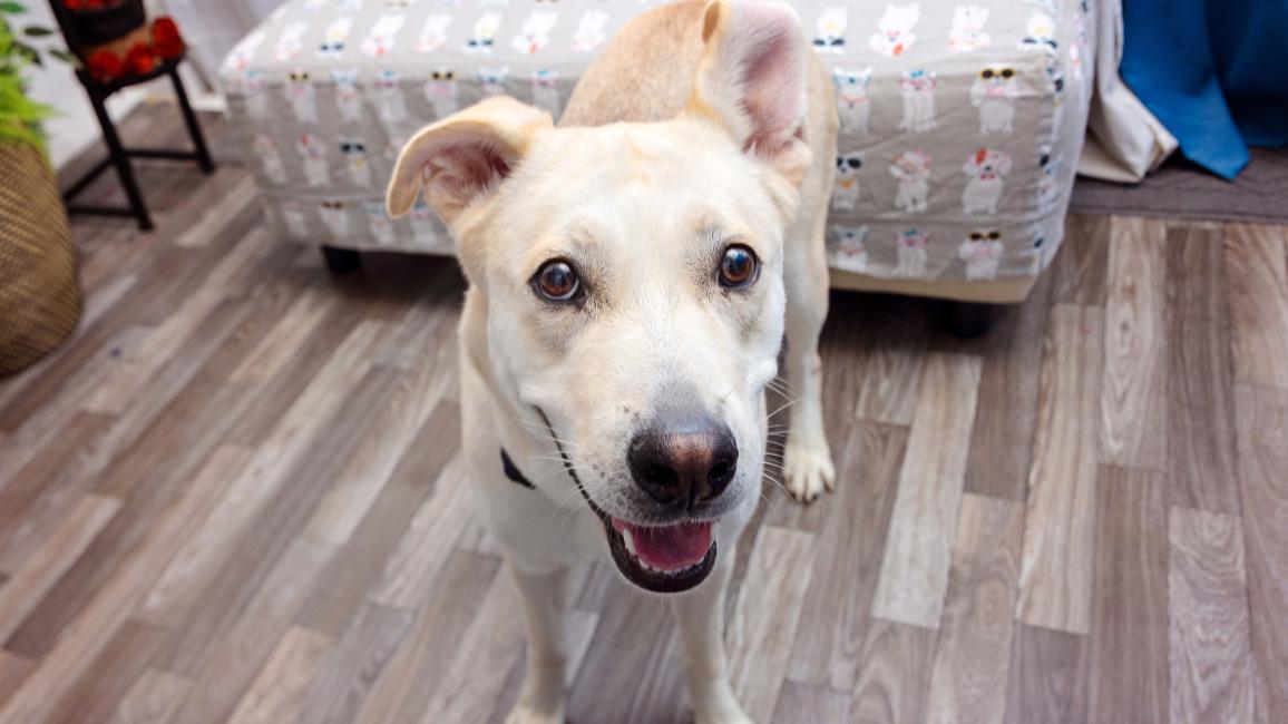 Yellow Labrador-type dog in a home