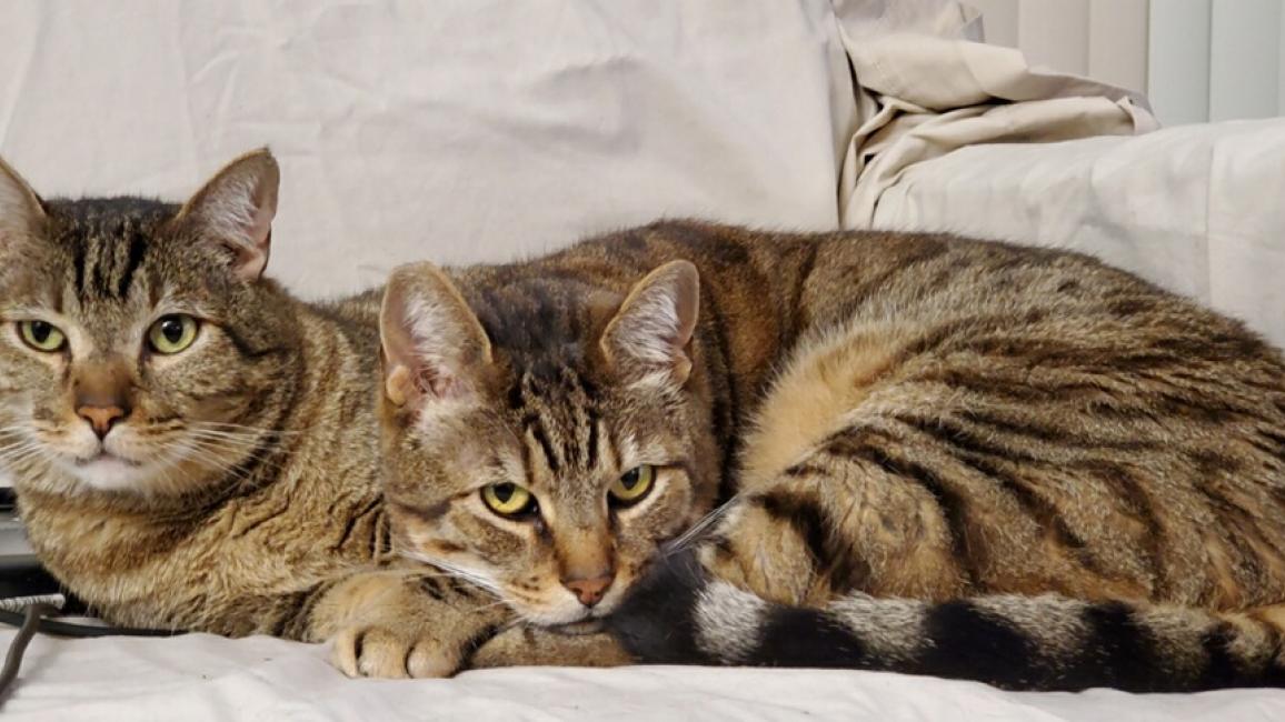 hance (L) and Barclay (R) are two cats that had their adoption fees paid during Best Friends Animal Society's Pay It Forward cam